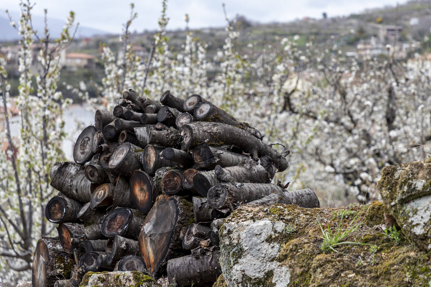 Localidad de Cabezuela del Valle ayer viernes por la mañana con un cerezo en flor en primer plano.