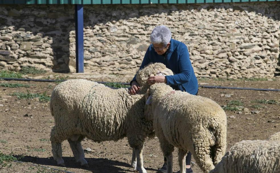 Rita Álvarez, con dos ejemplares de carneros merinos australianos. 