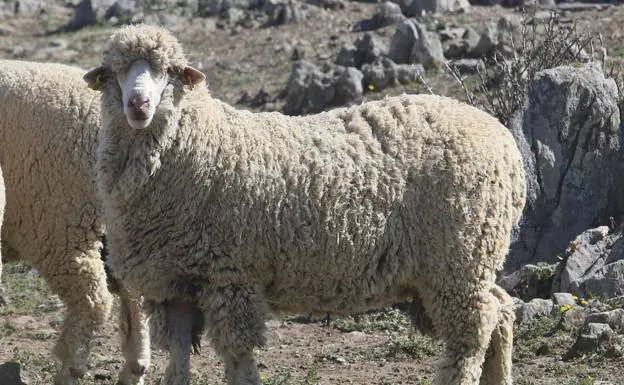 La evolución textil pasa por la lana Merino 