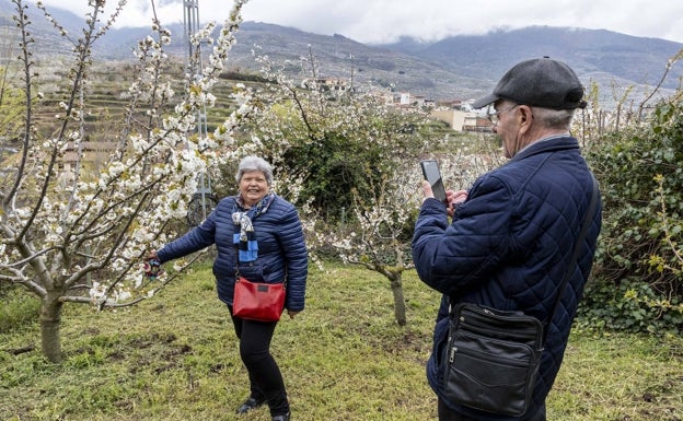 Magdalena García y Pedro Heras se fotografían entre cerezos en flor en Cabezuela del Valle. Han viajado desde Leganés. 