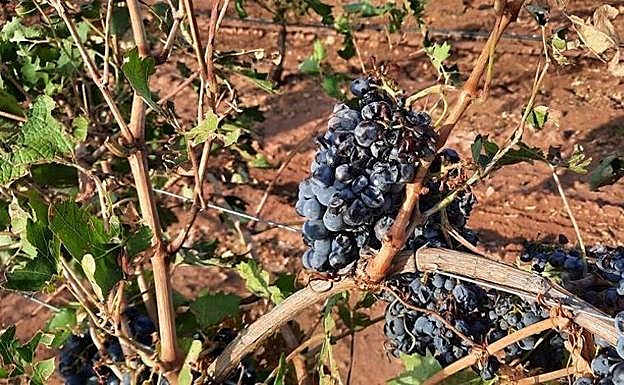 Estabilidad y buena valoración del seguro agrario