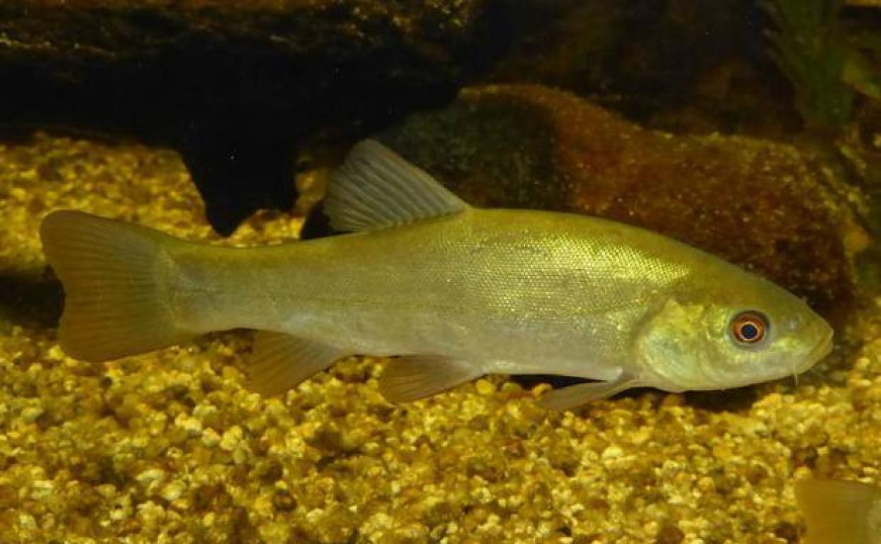 Junta y Cicytex firman un convenio de estrategia de I+D+i para el cultivo de la tenca