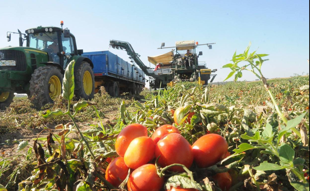 Cosecha de tomate en una parcela de las Vegas Altas del Guadiana. 