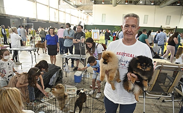 Juan Carlos llegó desde Sevilla con sus ejemplares de pomerania 