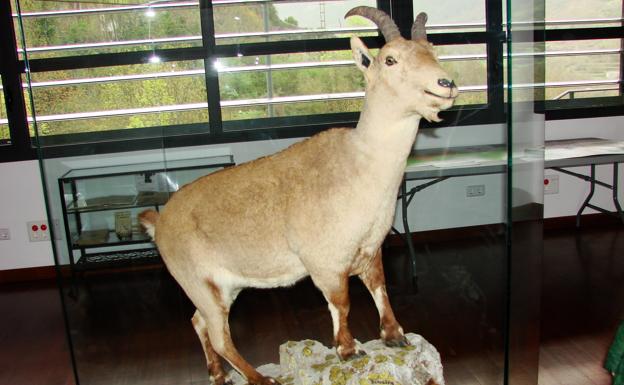 Hembra de bucardo disecada en el parque nacional de Ordesa..