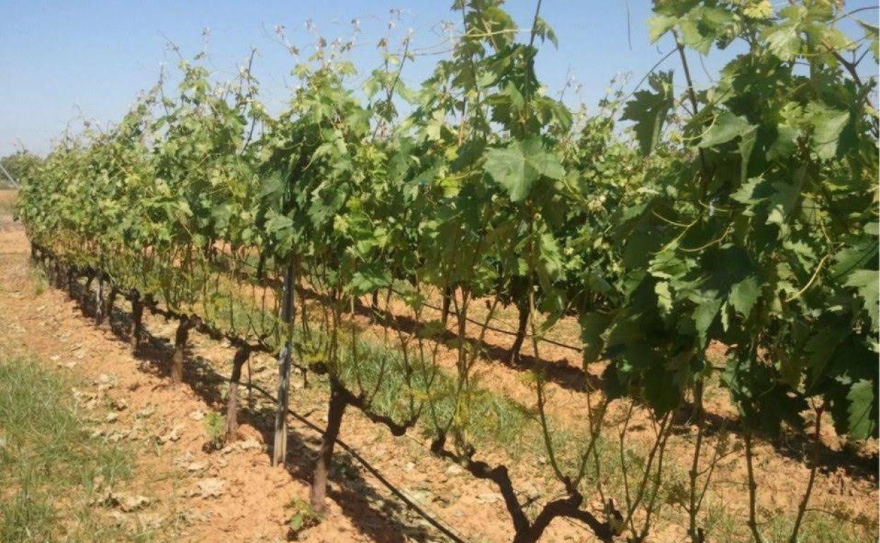 Viñedos en Extremadura.