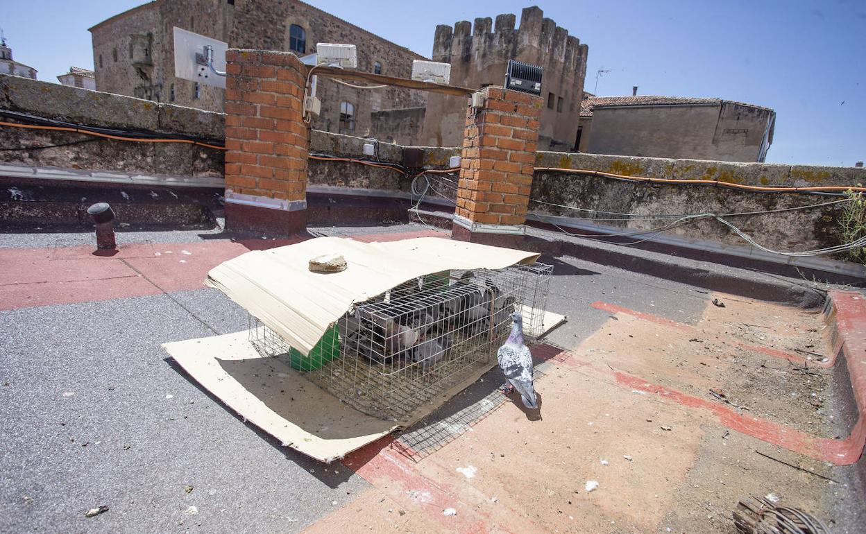 Imagen de una de las jaulas tapadas con cartones para evitar los efectos del sol. 