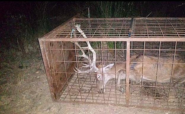 La Junta «acredita» con informes que las imágenes del ciervo enjaulado «no son actuales»