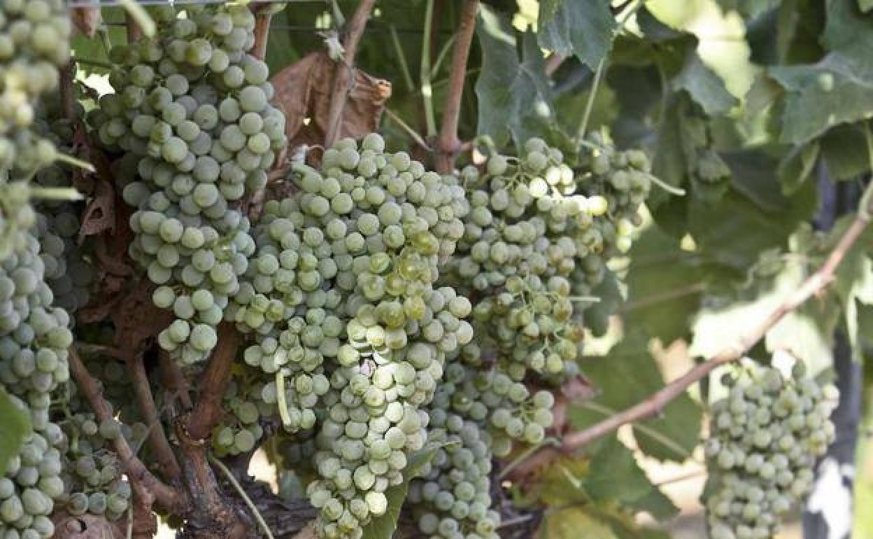 Vid con uva tinta en Arroyo de San Serván poco antes de cosecharse.