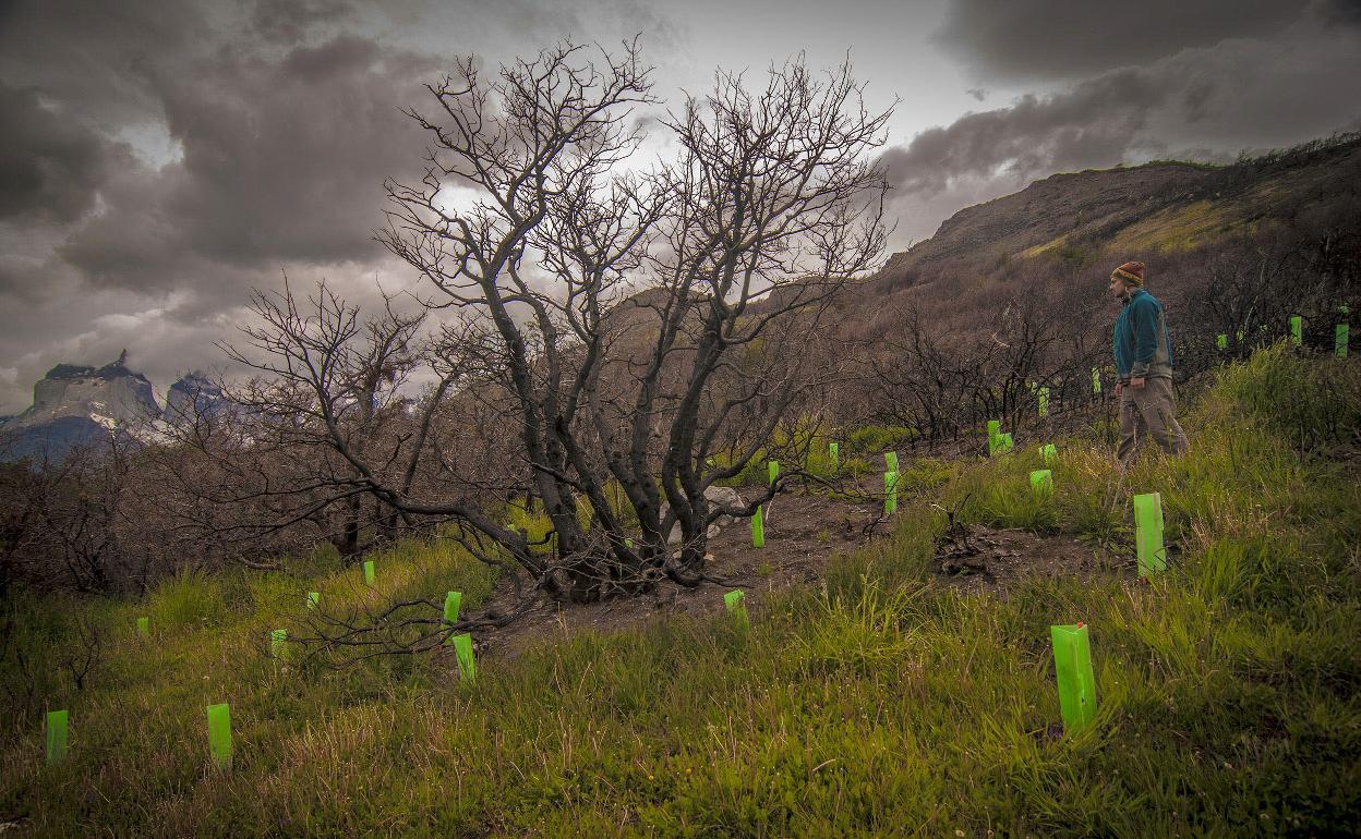 Montañero camina entre las plantaciones de nuevos árboles durante una reforestación.