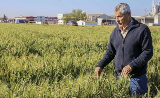 El agricultor Antonio Soto, por una parcela de trigo en Puebla de la Calzada. 
