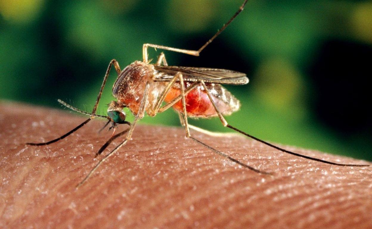 El virus del Nilo puede «saltar» de animales a humanos mediante la picadura de mosquito.