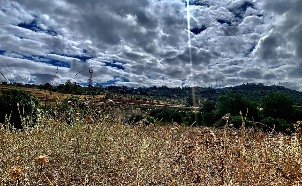 Zona de la Ribera del Marco cerca del hospital San Pedro de Alcántara, sin desbrozar. 