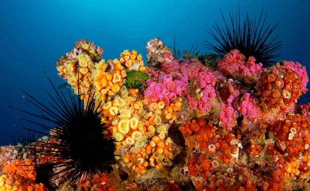 Corales marinos.