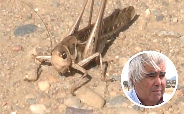 «La langosta se está comiendo cultivos, pastos, huertos y los pocos árboles frutales que hay»