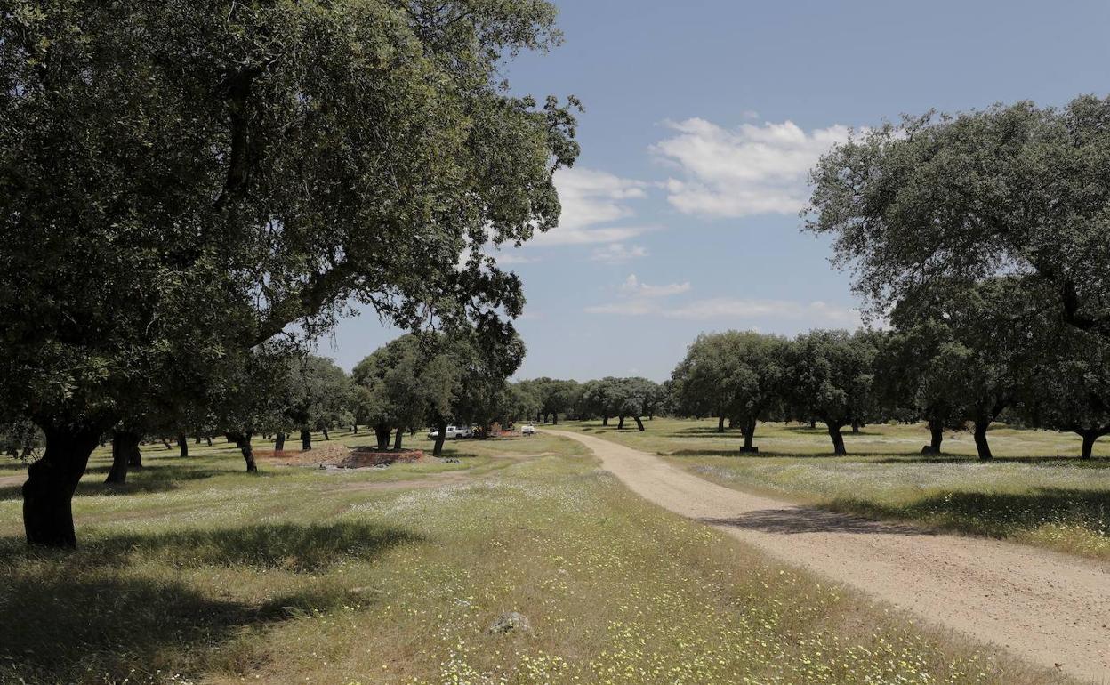 Dehesa en las inmediaciones de Cañaveral, donde se prevé la extracción de litio. 