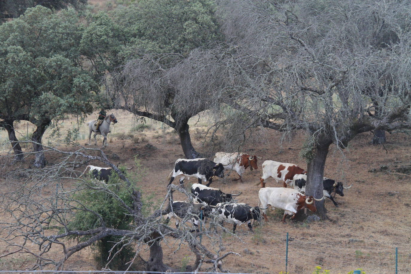 Fotos: Capeones y caballistas vadean el río Alagón