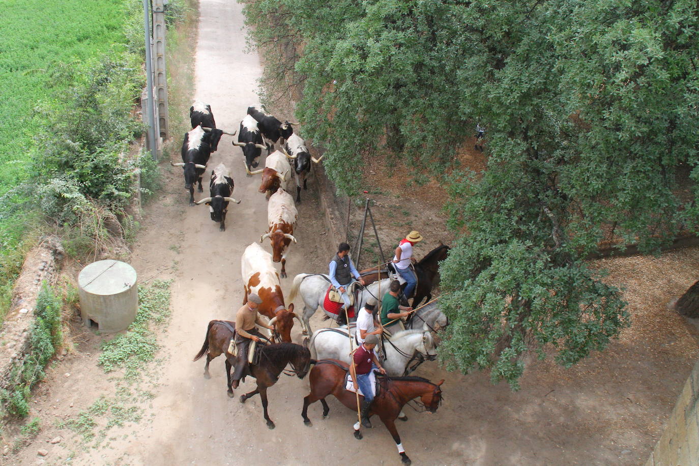 Fotos: Capeones y caballistas vadean el río Alagón