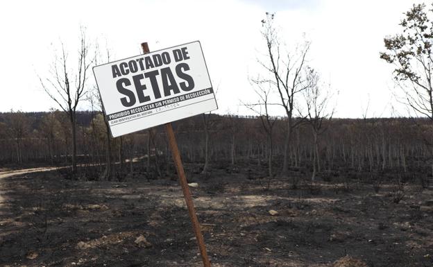 Imagen principal - Consecuencias de los incendios forestales: «Sale más barato prevenir que extinguir»