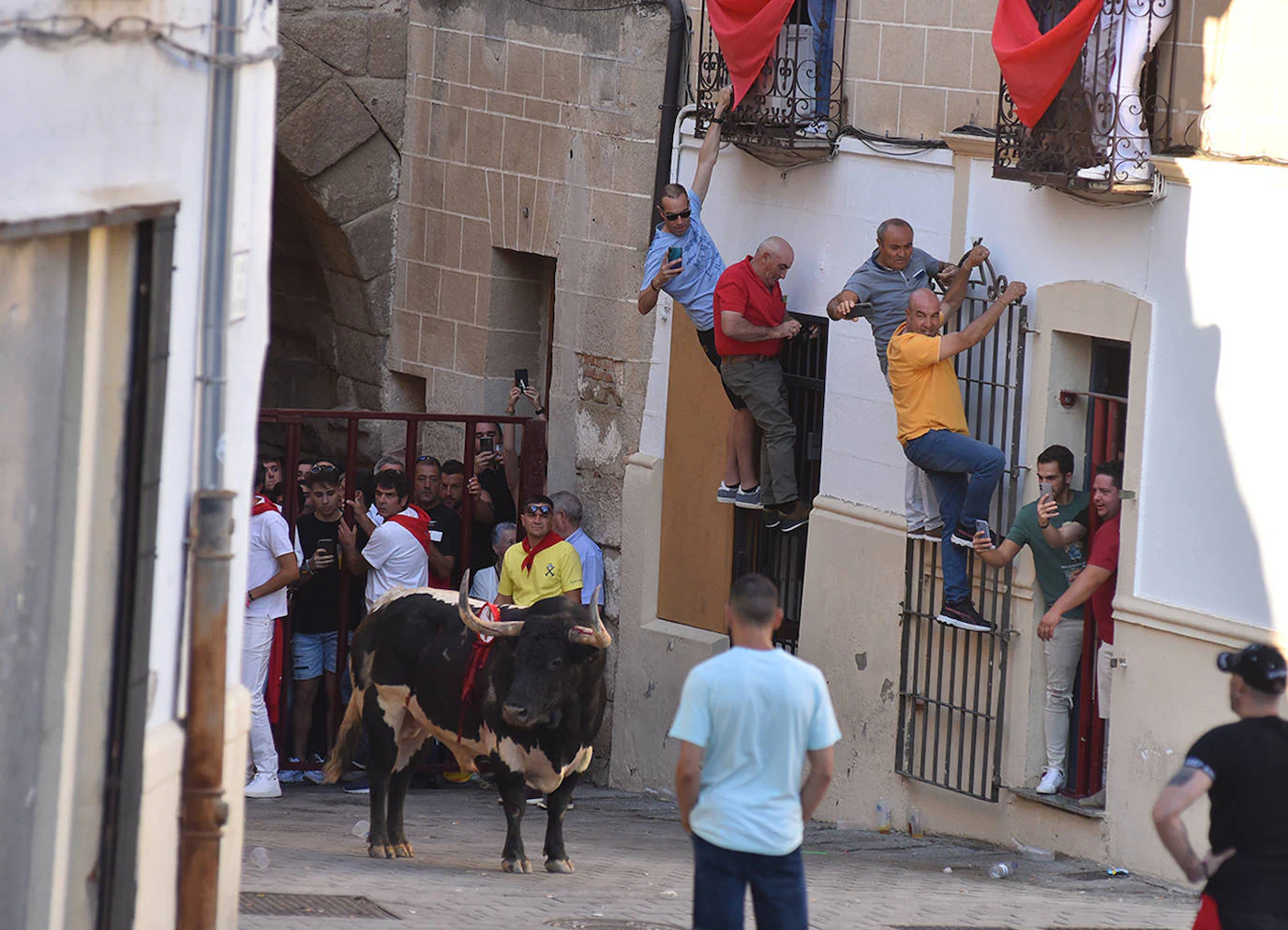 La Junta de Defensa triunfa también con el toro de la tarde del día 25 en Coria, 'Castañero'.
