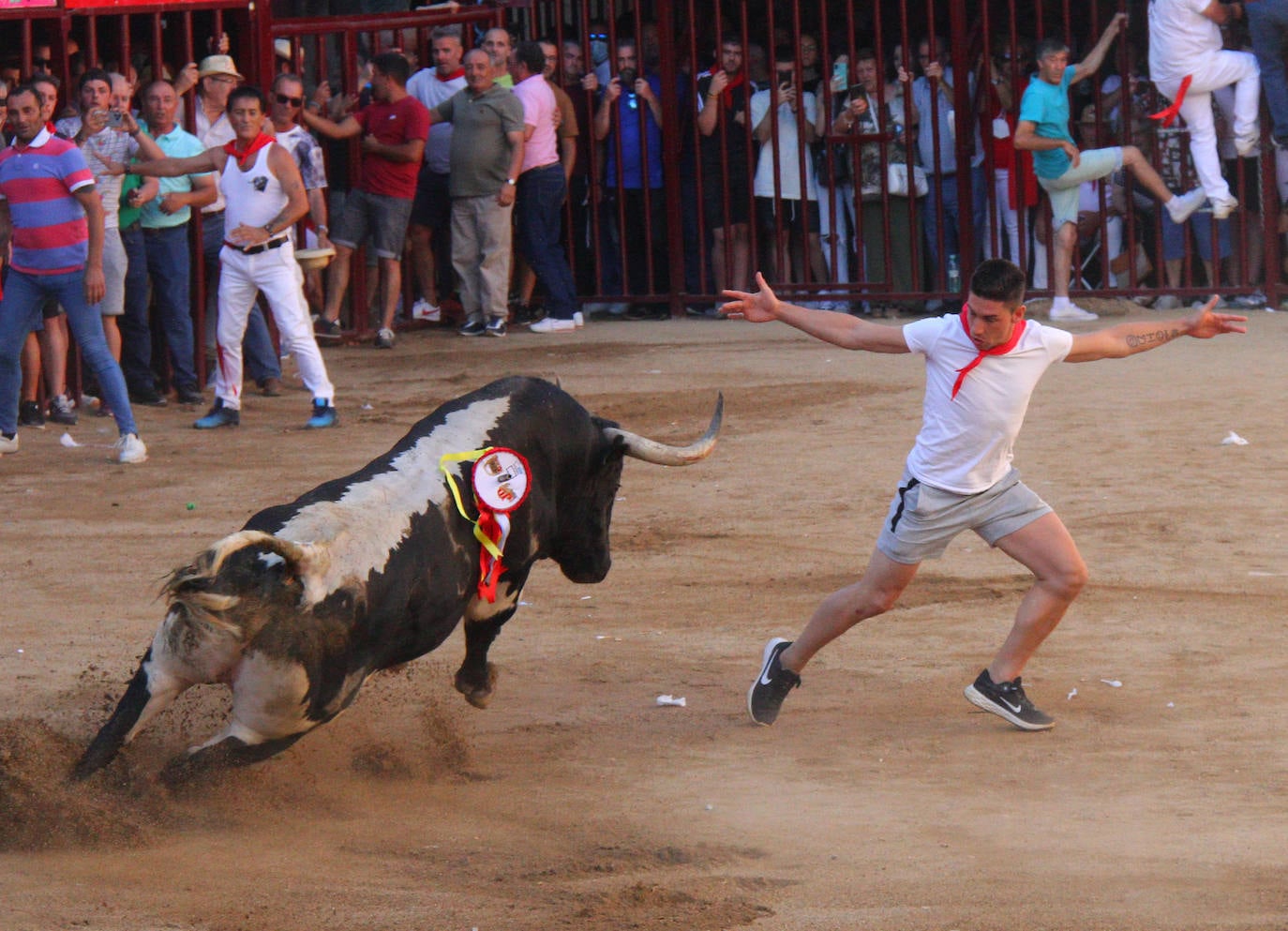 La Junta de Defensa triunfa también con el toro de la tarde del día 25 en Coria, 'Castañero'. 