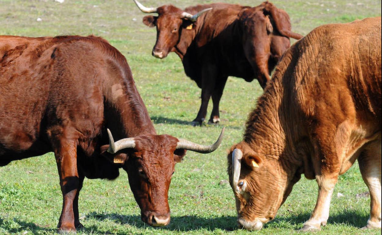 Extremadura will host the Spanish-Portuguese Extensive Livestock Congress for the first time