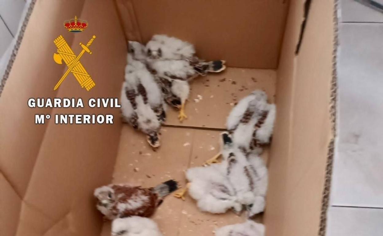 Imagen de los pollos de cernícalo primilla