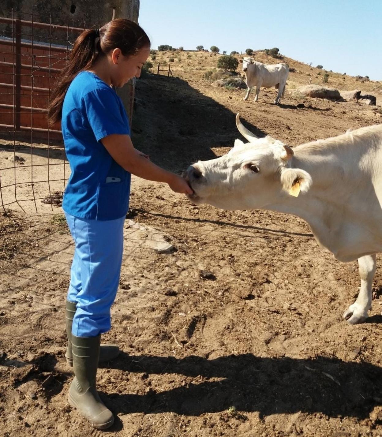 La veterinaria Laura Ciudad da de comer a una vaca. 