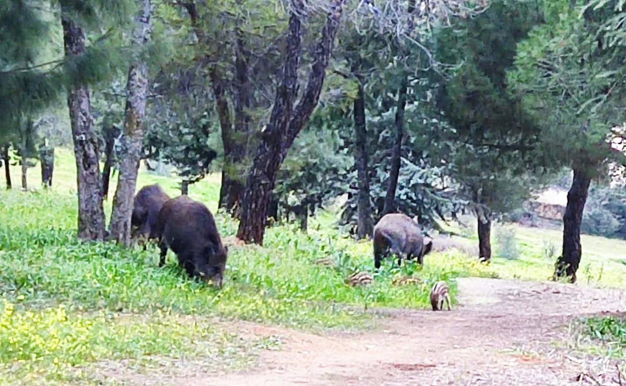 Jabalíes en una zona arbolada junto al cementerio de Cáceres hace unos meses.
