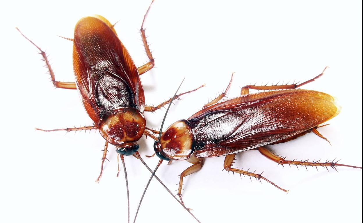 Cómo eliminar una plaga de cucarachas: Productos, consejos y recomendaciones