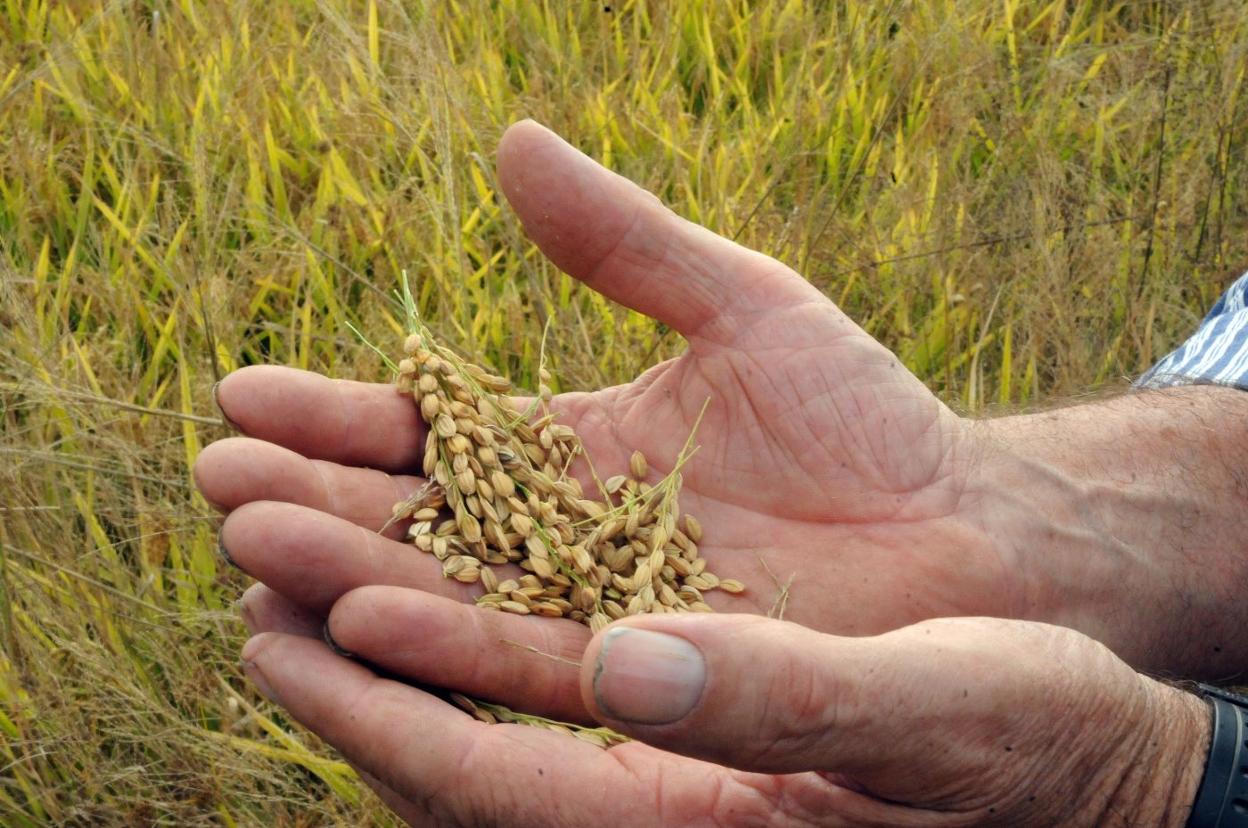 Arrroz recolectado en una plantación en los alrededores de Hernán Cortés. 