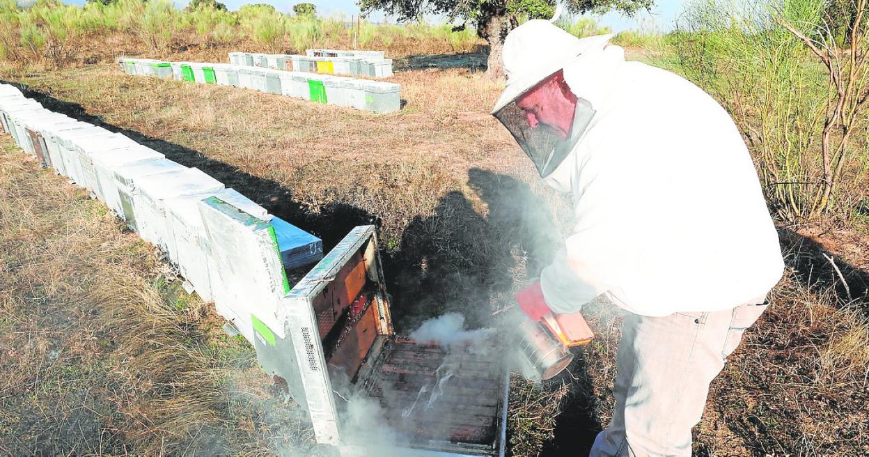 Extremadura cuenta con 1.700 apicultores y 660.000 colmenas. 