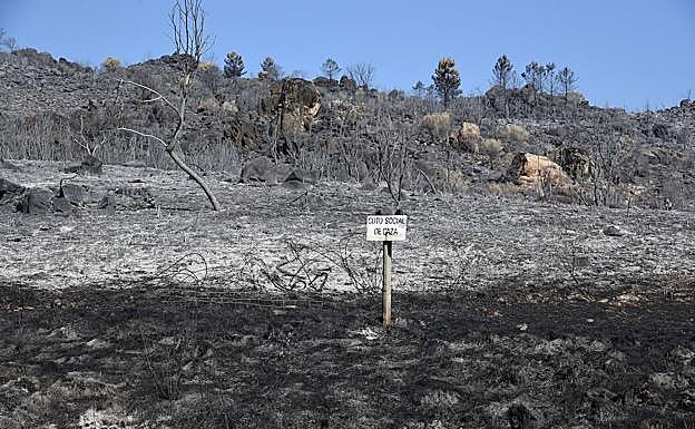 Zona quemada por el incendio originado el miércoles en Santibáñez el Alto. 