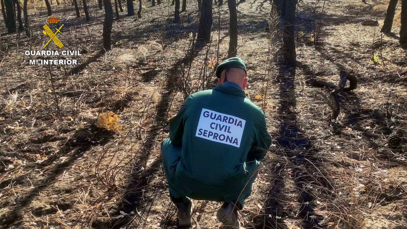 Detenido un pastor por provocar ocho incendios forestales en Talayuela