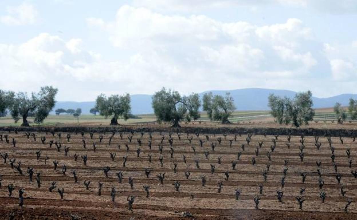 Concentración e intensificación agrarias