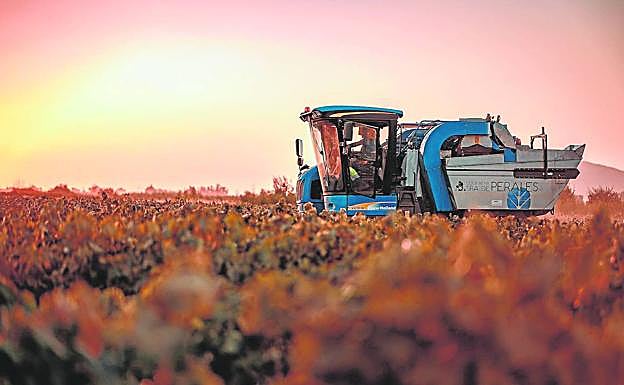 La cosechadora de la cooperativa de Perales recoge uva blanca en una parcela de Montijo. 