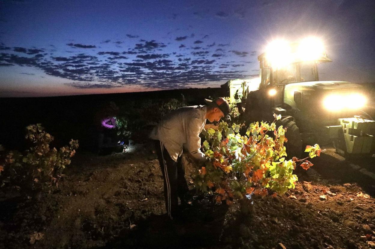 Los costes energéticos van a condicionar la vendimia de este año. 