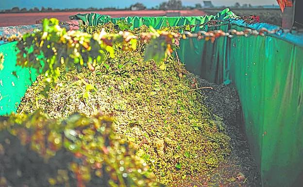 Remolque con uva blanca. 