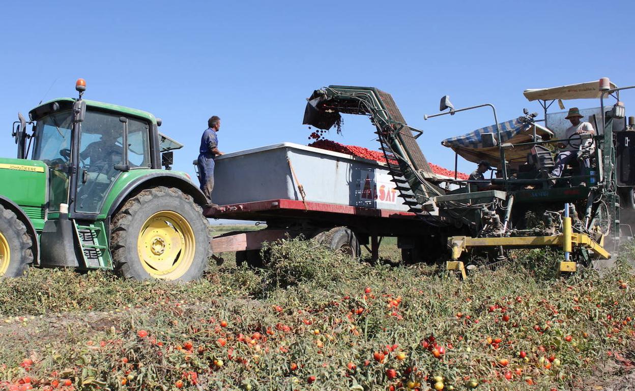 Imagen de archivo de la campaña del tomate en las Vegas Bajas del Guadiana. 