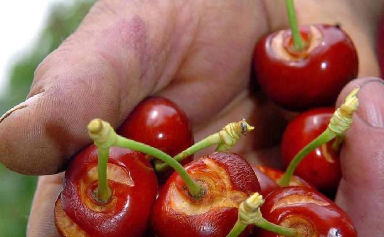 Cerezas no aptas para el consumo.