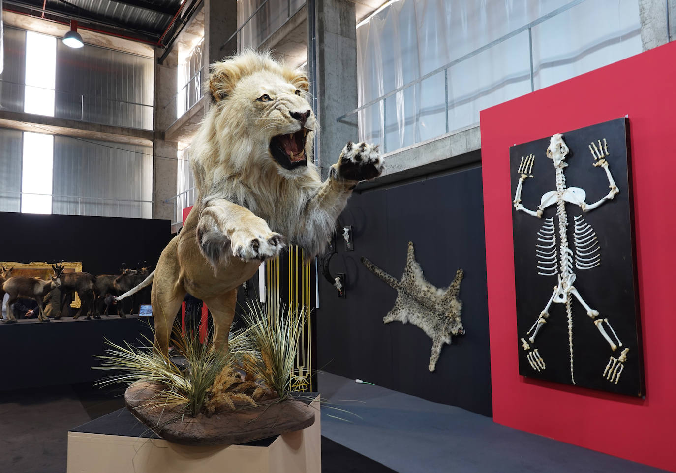Fotos: La Feria de la Caza, Pesca y Naturaleza Ibérica abre sus puertas en Badajoz