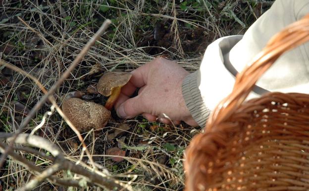 Recogida de setas en Extremadura. 