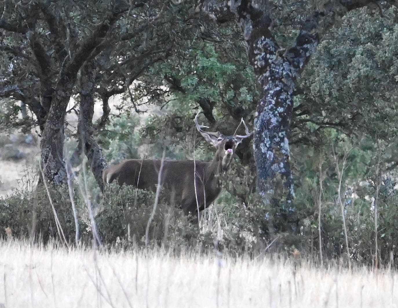 Berrea en Monfragüe