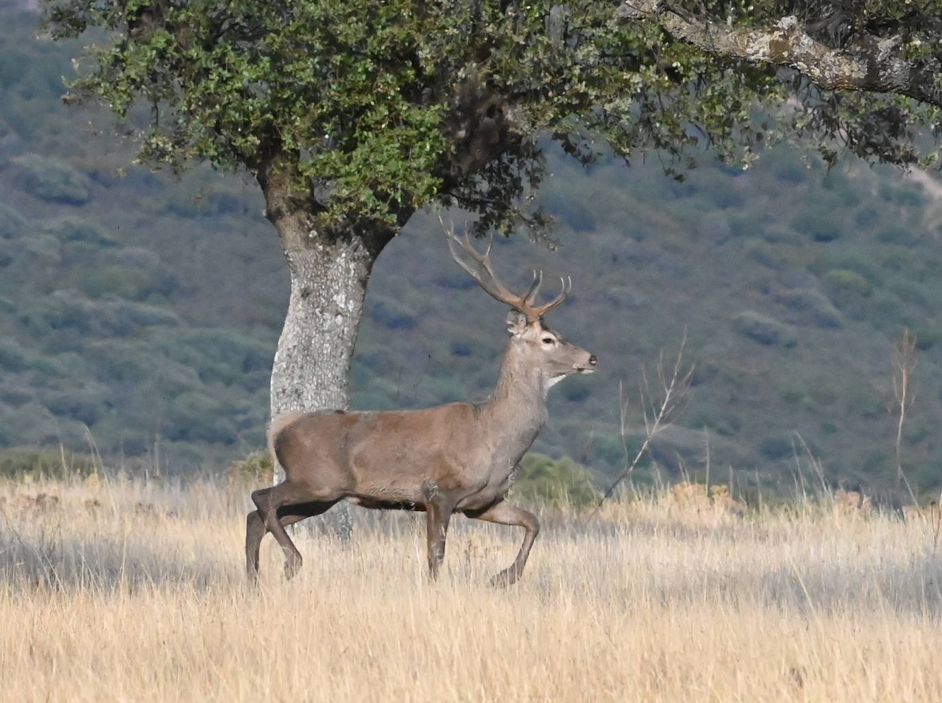 Berrea en Monfragüe
