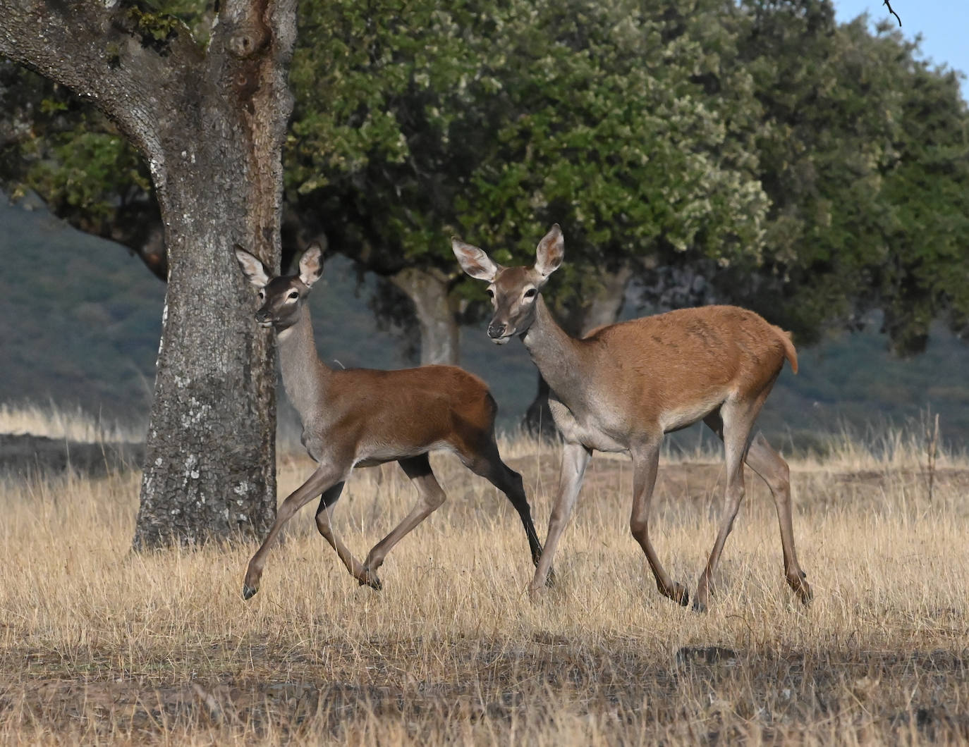 Berrea en Monfragüe