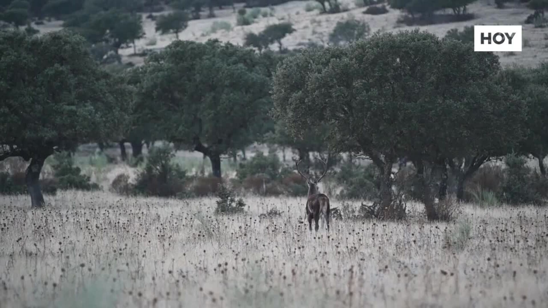 La berrea en Monfragüe