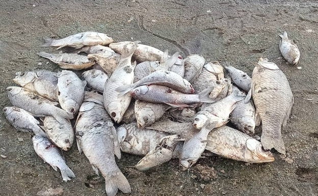 Los peces muertos son carpas y carpines. 