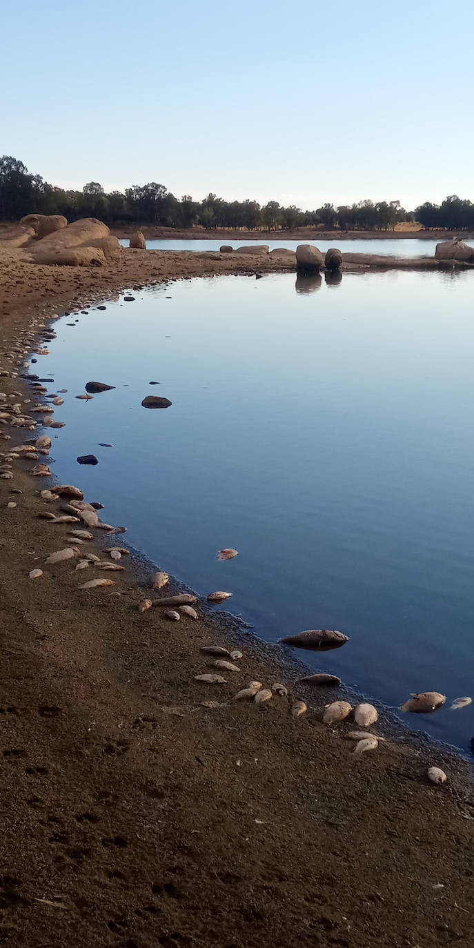 Fotos: Aparecen cientos de peces muertos en el pantano de Valdesalor