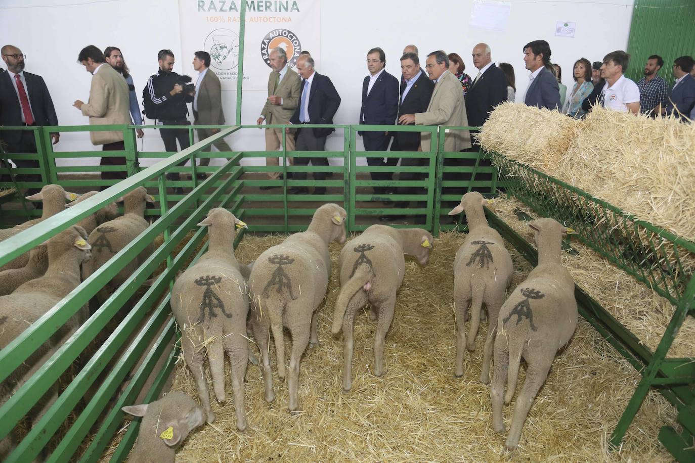 Fotos: Imágenes del primer día de la Feria Internacional Ganadera de Zafra