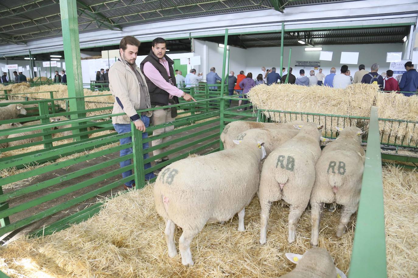 Fotos: Imágenes del primer día de la Feria Internacional Ganadera de Zafra